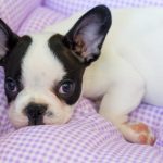 Cucciolandia - allevamento Bulldog Francese