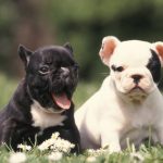 Cucciolandia - Bulldog Francese allevamento