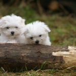 Cucciolandia - Allevamento Maltese taglia piccola