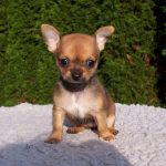 Allevamento Chihuahua-Cucciolandia Gorla Maggiore