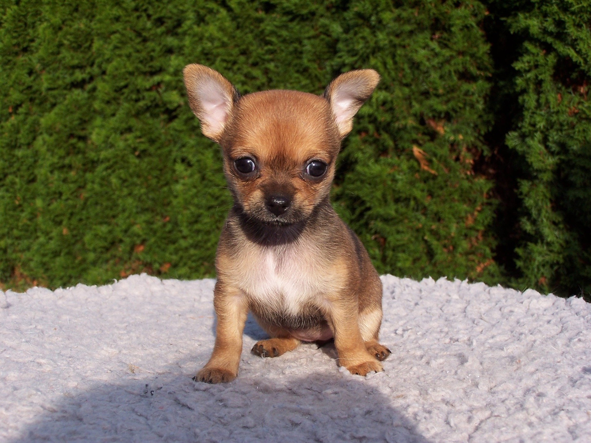 Allevamento Chihuahua-Cucciolandia Gorla Maggiore