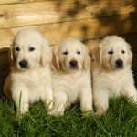 Cucciolandia di Vero Diego- Allevamento Golden Retriever