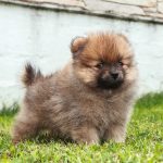 Cucciolandia di Vero - Allevamento Pomerania