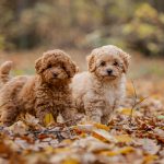 Cucciolandia di Vero - allevamento Barboncino