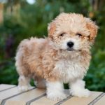 Cucciolandia - Allevamento Maltipoo